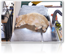 Woody, sleeping on the table saw.